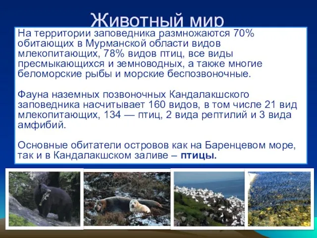 Животный мир На территории заповедника размножаются 70% обитающих в Мурманской области