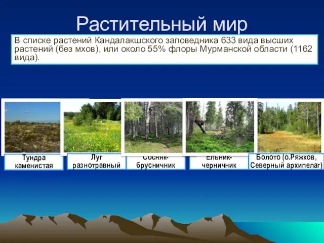 Растительный мир В списке растений Кандалакшского заповедника 633 вида высших растений