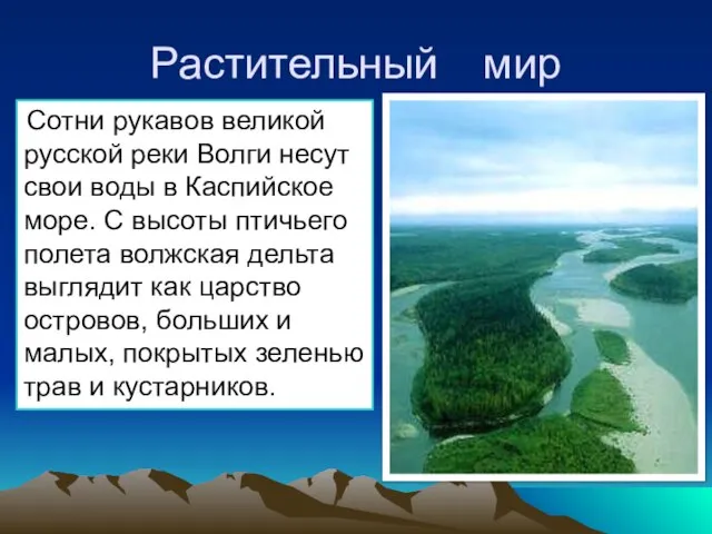 Растительный мир Сотни рукавов великой русской реки Волги несут свои воды