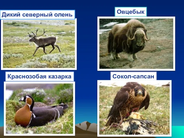 Дикий северный олень Овцебык Краснозобая казарка Сокол-сапсан