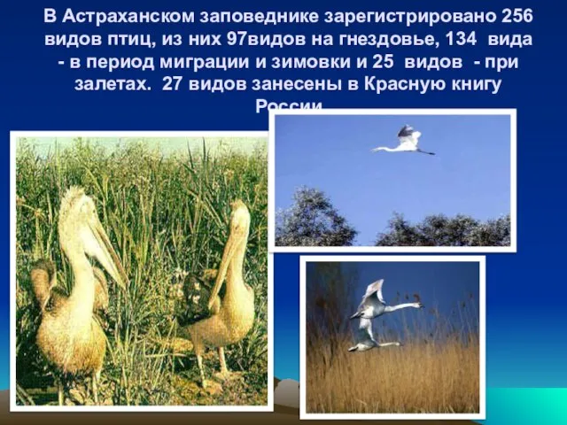 В Астраханском заповеднике зарегистрировано 256 видов птиц, из них 97видов на
