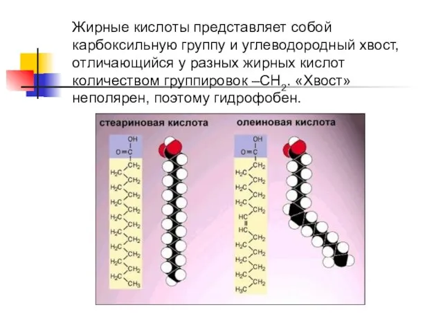 Жирные кислоты представляет собой карбоксильную группу и углеводородный хвост, отличающийся у