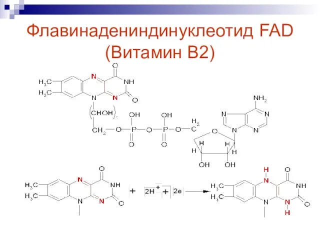 Флавинадениндинуклеотид FAD (Витамин В2)