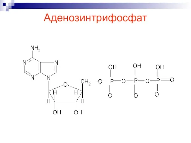 Аденозинтрифосфат