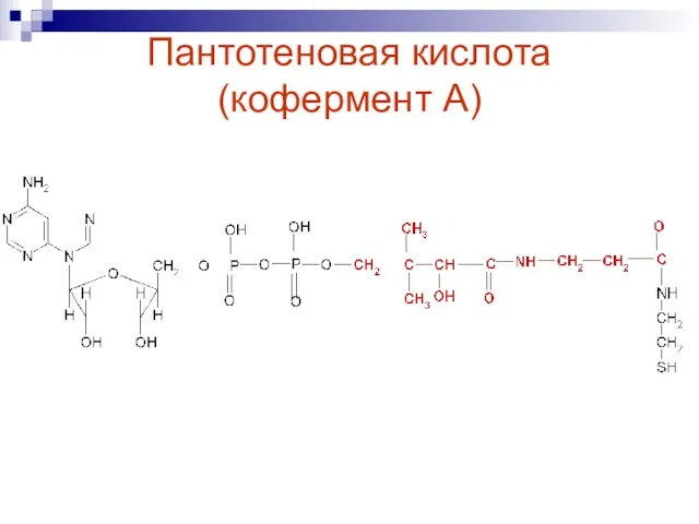 Пантотеновая кислота (кофермент А)