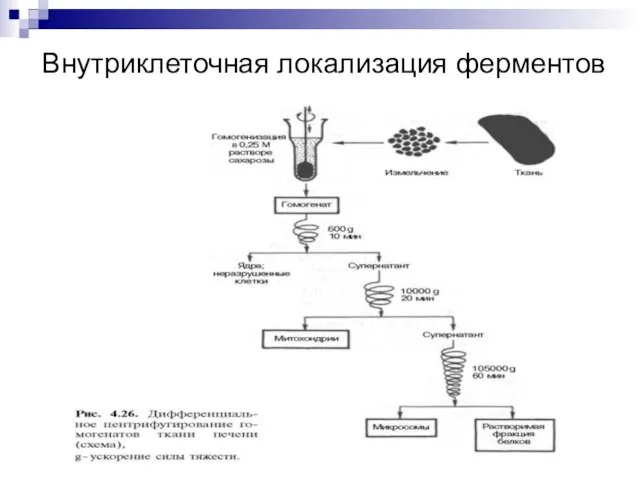 Внутриклеточная локализация ферментов