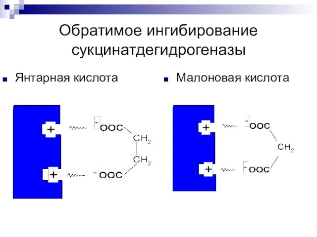 Обратимое ингибирование сукцинатдегидрогеназы Малоновая кислота Янтарная кислота