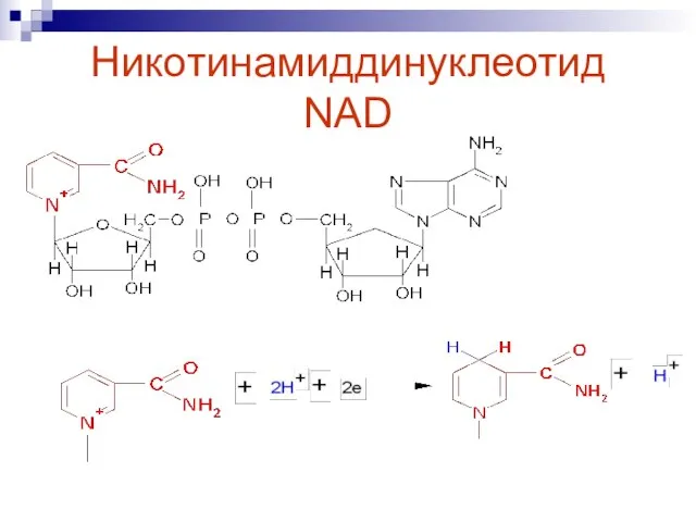 Никотинамиддинуклеотид NAD