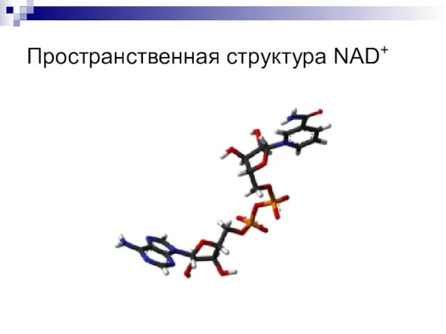 Пространственная структура NAD+