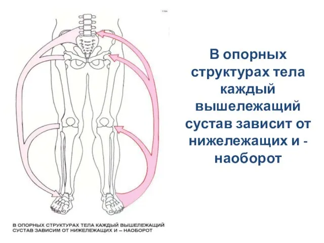 В опорных структурах тела каждый вышележащий сустав зависит от нижележащих и - наоборот