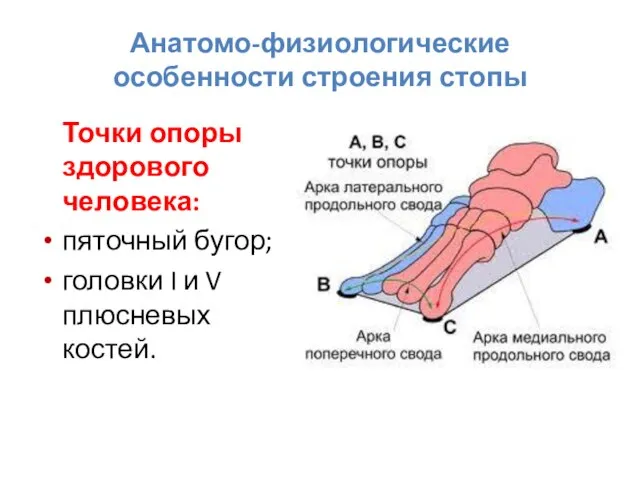 Анатомо-физиологические особенности строения стопы Точки опоры здорового человека: пяточный бугор; головки I и V плюсневых костей.