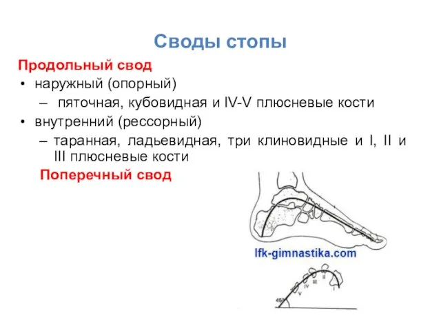 Своды стопы Продольный свод наружный (опорный) пяточная, кубовидная и IV-V плюсневые