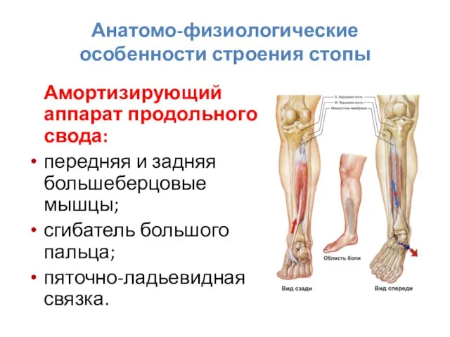 Анатомо-физиологические особенности строения стопы Амортизирующий аппарат продольного свода: передняя и задняя