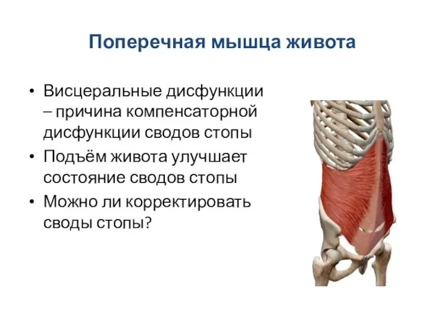 Поперечная мышца живота Висцеральные дисфункции – причина компенсаторной дисфункции сводов стопы