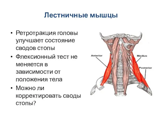 Лестничные мышцы Ретротракция головы улучшает состояние сводов стопы Флексионный тест не