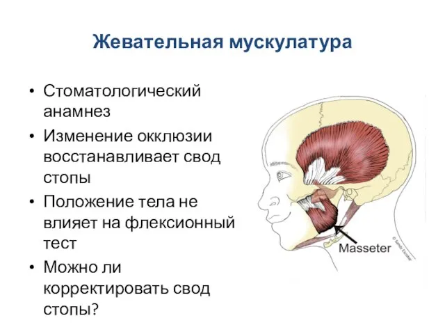 Жевательная мускулатура Стоматологический анамнез Изменение окклюзии восстанавливает свод стопы Положение тела