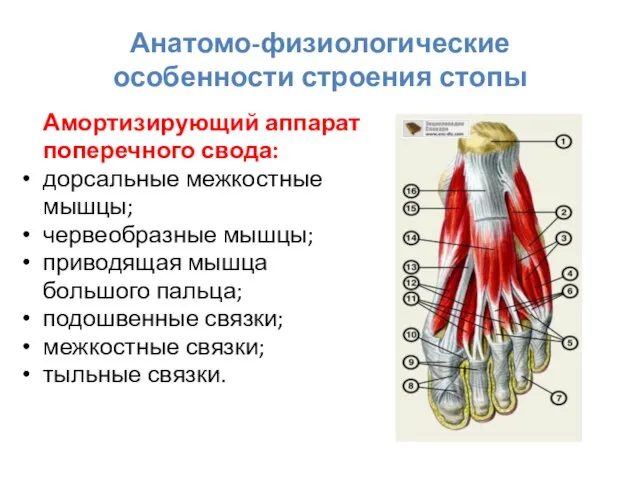 Анатомо-физиологические особенности строения стопы Амортизирующий аппарат поперечного свода: дорсальные межкостные мышцы;