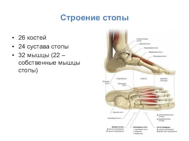 Строение стопы 26 костей 24 сустава стопы 32 мышцы (22 – собственные мышцы стопы)