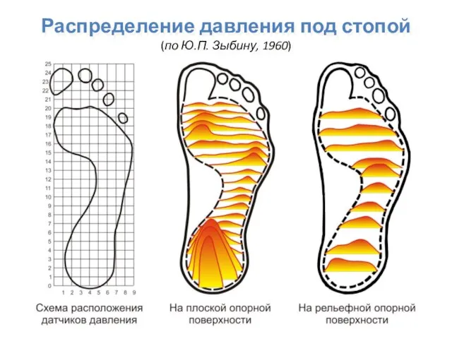 Распределение давления под стопой (по Ю.П. Зыбину, 1960)