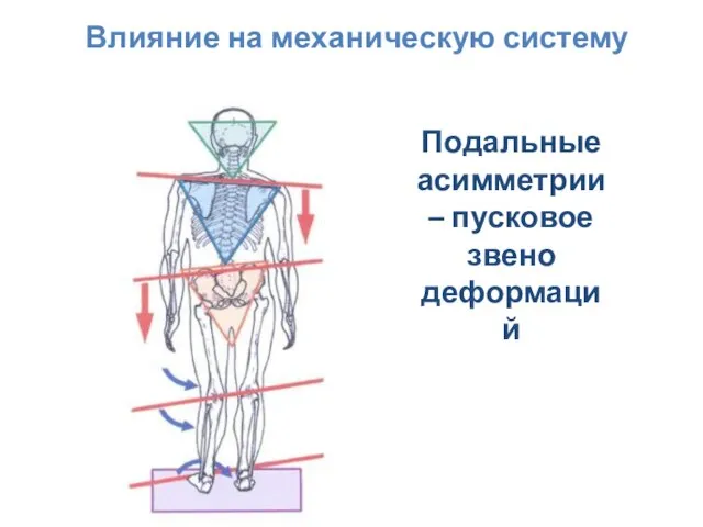 Влияние на механическую систему Подальные асимметрии – пусковое звено деформаций