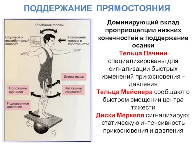 Доминирующий вклад проприоцепции нижних конечностей в поддержание осанки Тельца Пачини специализированы