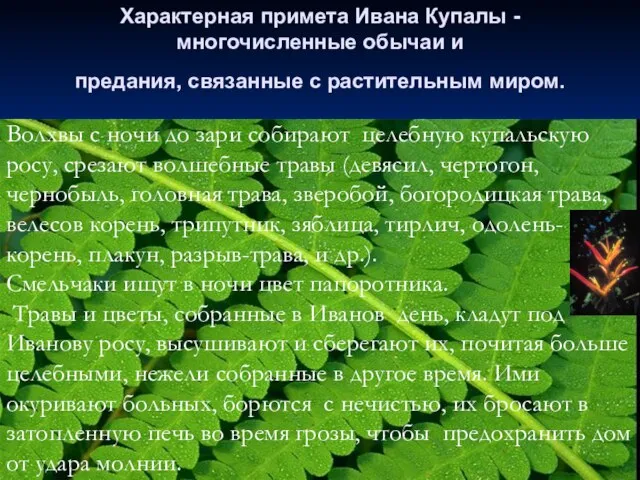 Характерная примета Ивана Купалы - многочисленные обычаи и предания, связанные с