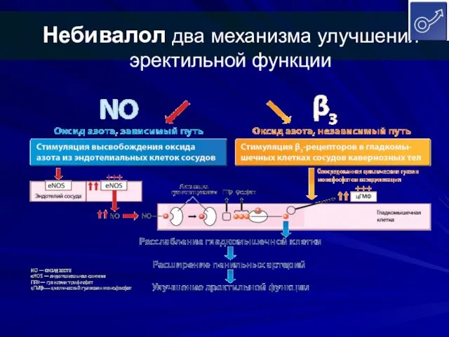 Небивалол два механизма улучшения эректильной функции