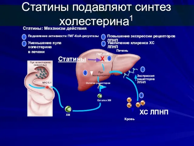 Печень Кровь Пул холестерина (мицеллы) NPC1L1 Остатки рецепторов Экспрессия рецепторов ЛПНП