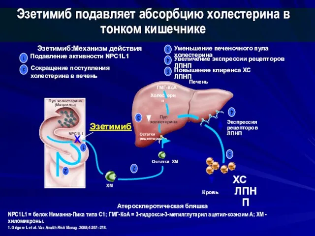 Атеросклеротическая бляшка Печень Кровь Пул холестерина (Мицеллы) NPC1L1 Остатки рецепторов Экспрессия