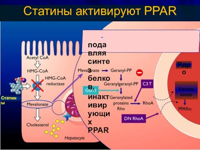 Статины активируют PPAR