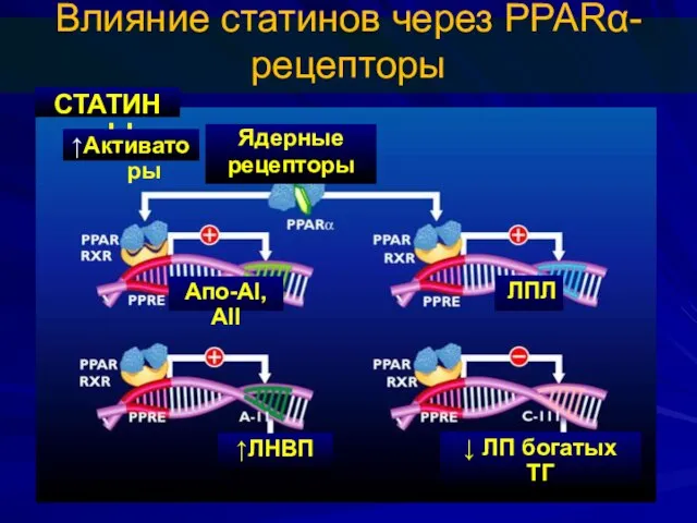 Влияние статинов через PPARα-рецепторы Апо-АI, АII ЛПЛ ↑ЛНВП ↓ ЛП богатых ТГ Ядерные рецепторы СТАТИНЫ ↑Активаторы