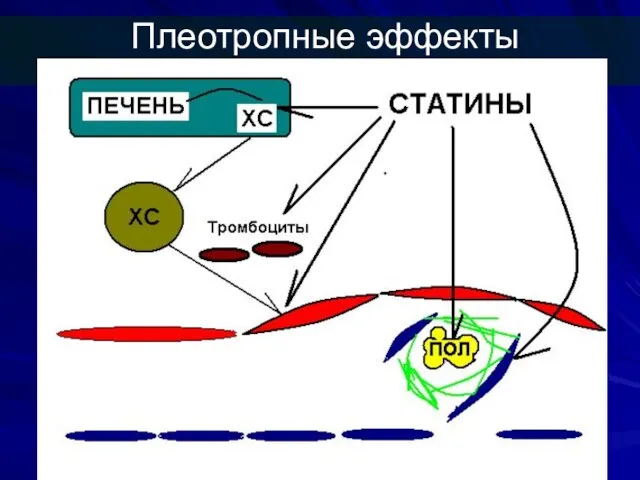 Плеотропные эффекты