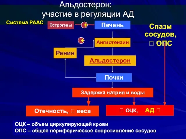 Альдостерон: участие в регуляции АД Система РААС Эстрогены + Ангиотензин ?