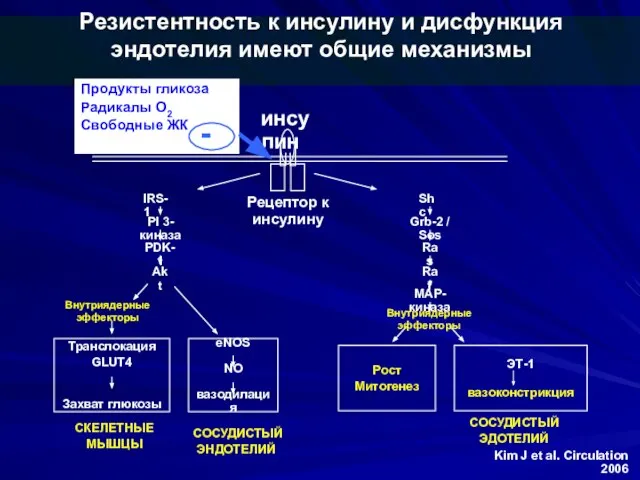 Резистентность к инсулину и дисфункция эндотелия имеют общие механизмы Kim J