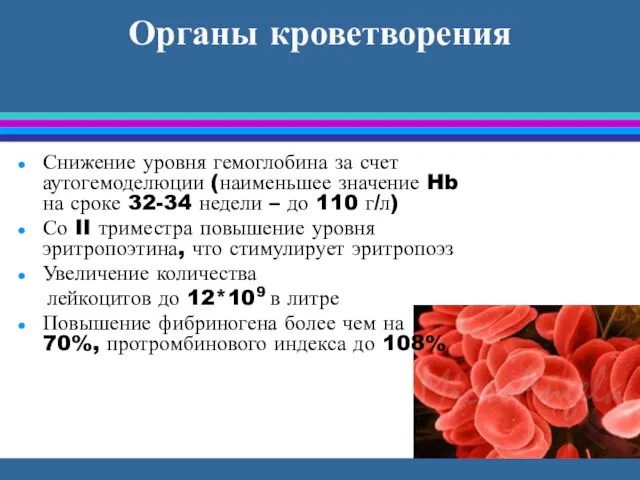 Органы кроветворения Снижение уровня гемоглобина за счет аутогемоделюции (наименьшее значение Hb