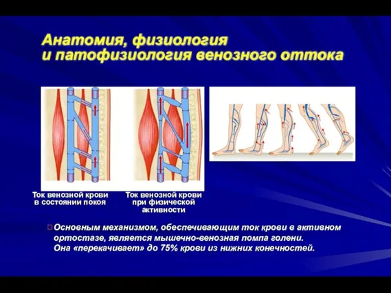 Анатомия, физиология и патофизиология венозного оттока Основным механизмом, обеспечивающим ток крови