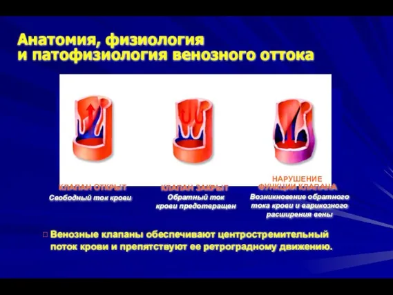 Венозные клапаны обеспечивают центростремительный поток крови и препятствуют ее ретроградному движению.