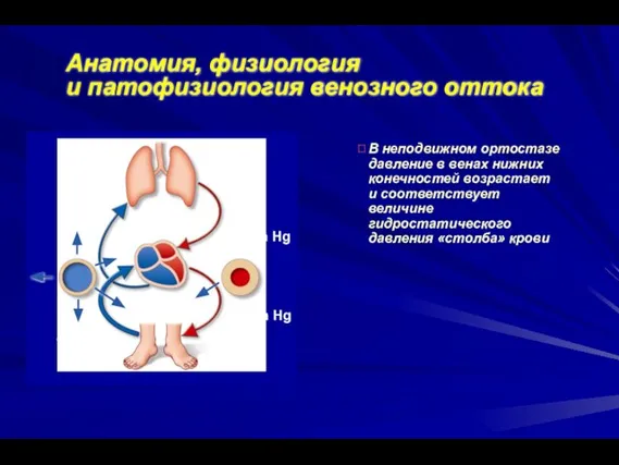 Анатомия, физиология и патофизиология венозного оттока В неподвижном ортостазе давление в