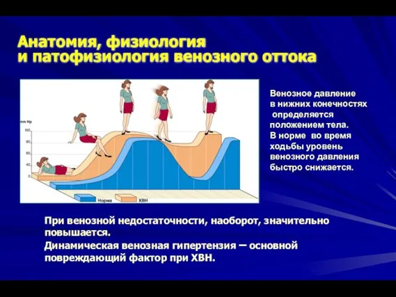 Анатомия, физиология и патофизиология венозного оттока При венозной недостаточности, наоборот, значительно