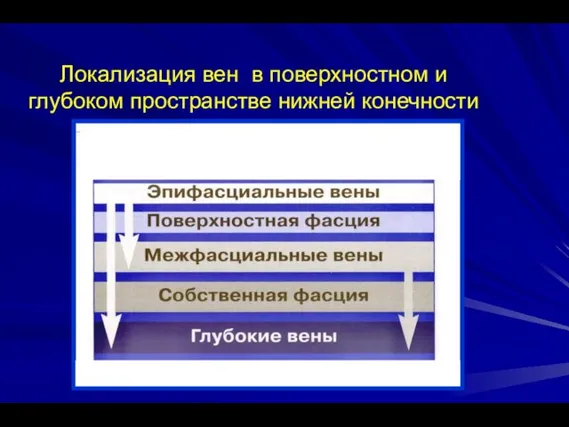 Локализация вен в поверхностном и глубоком пространстве нижней конечности