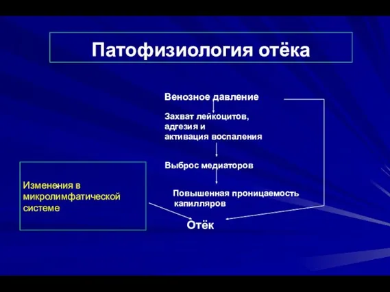 Патофизиология отёка Изменения в микролимфатической системе Венозное давление Захват лейкоцитов, адгезия