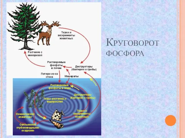 Круговорот фосфора