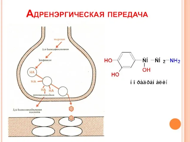 Адренэргическая передача