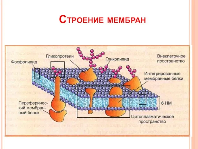 Строение мембран