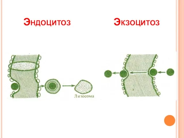 Эндоцитоз Экзоцитоз