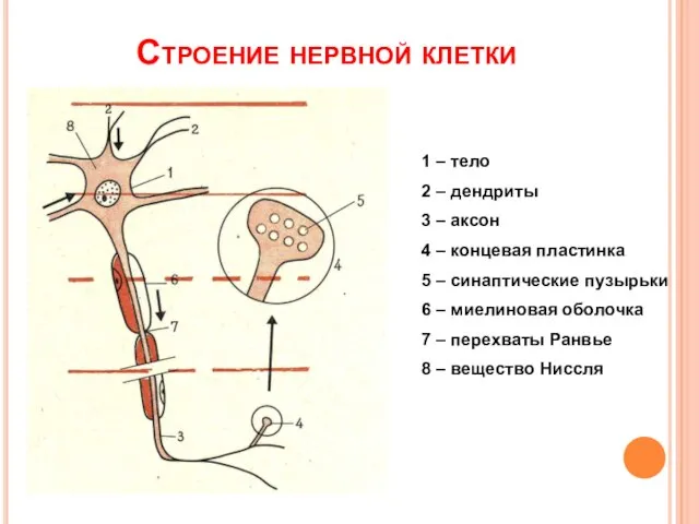 Строение нервной клетки 1 – тело 2 – дендриты 3 –