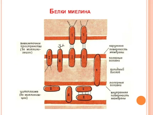 Белки миелина