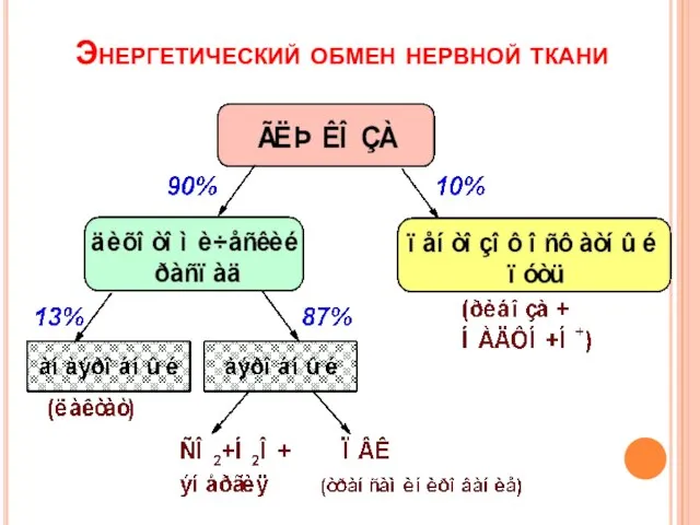 Энергетический обмен нервной ткани