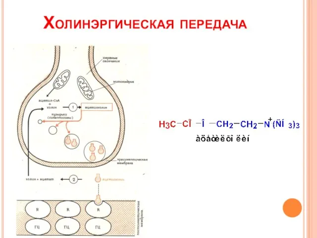 Холинэргическая передача