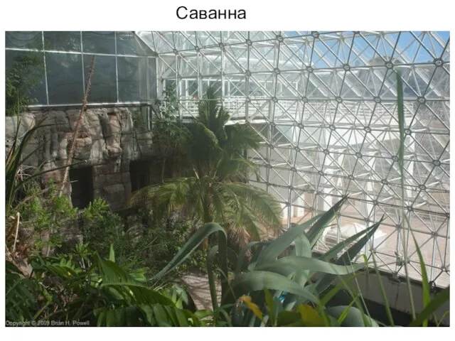 Саванна